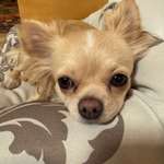 Suchmeldung-Lou-Bild