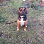 Wurfgeschwister und Geschwister Beagle-Labrador aus Leipzig-Abtnaundorf gesucht-Beitrag-Bild