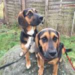Wurfgeschwister und Geschwister Beagle-Labrador aus Leipzig-Abtnaundorf gesucht-Beitrag-Bild
