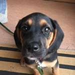 Wurfgeschwister und Geschwister Beagle-Labrador aus Leipzig-Abtnaundorf gesucht-Beitrag-Bild