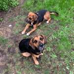Wurfgeschwister und Geschwister Beagle-Labrador aus Leipzig-Abtnaundorf gesucht-Beitrag-Bild