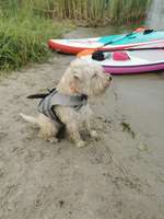 Hundeauslaufgebiet-Spargelfelder Brielow-Bild