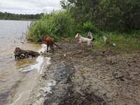 Hundeauslaufgebiet-Gördensee-Bild