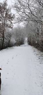 Hundeauslaufgebiet-Moor zwischen Moordorf und Tannenhausen-Bild