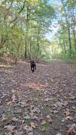 Hundeauslaufgebiet-Unbenutzter Sportplatz-Bild