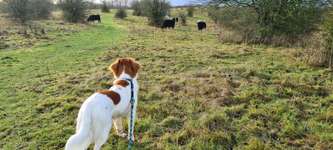 Hundeauslaufgebiet-Winderatter See-Bild