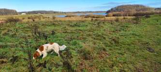 Hundeauslaufgebiet-Winderatter See-Bild