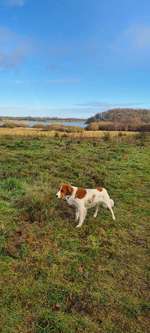 Hundeauslaufgebiet-Winderatter See-Bild