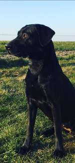 Suchmeldung-Lexi-Bild