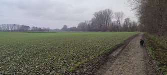 Hundeauslaufgebiet-Manchinger "Acker"-Bild