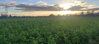 Hundeauslaufgebiet-Manchinger "Acker"-Bild