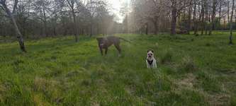 Hundeauslaufgebiet-Manchinger "Acker"-Bild