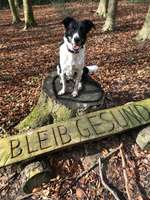 Hundeauslaufgebiet-Schweichelner Wald-Bild