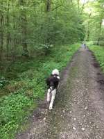 Hundeauslaufgebiet-Brenkermark / Panzerwald-Bild