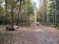 Hundeauslaufgebiet-Walderlebnis Ehrhorn, Erlebnispfad in der Lüneburger Heide.-Bild