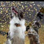 Ersteller:in Bunte Profilbild