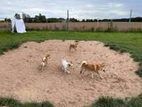 Hundeauslaufgebiet-Hundetreff Goch-Bild
