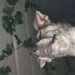 Ersteller:in joana Profilbild