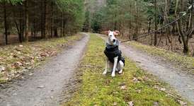 Hundeauslaufgebiet-Schmacht-Bild