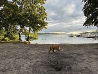 Hundeauslaufgebiet-Kamerun Müritz-Bild