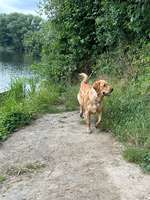 Hundeauslaufgebiet-Bulderner Seen-Bild