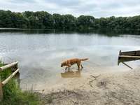 Hundeauslaufgebiet-Bulderner Seen-Bild