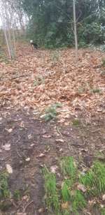 Hundeauslaufgebiet-Hardt-Anlagen-Bild