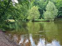 Hundeauslaufgebiet-Karlsberg Weiher-Bild