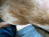 Was hat mein Hund?-Beitrag-Bild