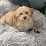 Ersteller:in Yvonne Profilbild