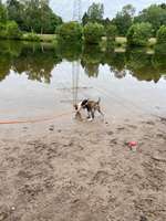 Hundeauslaufgebiet-Hundebadestelle See-Bild