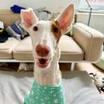 1,5m oder höher umzäunte Freilaufflächen in und um Bielefeld?-Beitrag-Bild