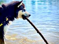 Hundeauslaufgebiet-Hundestrand Waidsee Weinheim-Bild