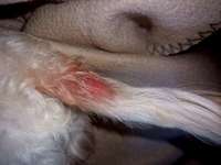 Rute rötlich!-Beitrag-Bild