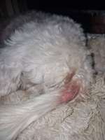 Rute rötlich!-Beitrag-Bild