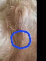 Grösse wie eine murmel-Beitrag-Bild