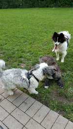 Hundeauslaufgebiet-Moselbachpark-Bild