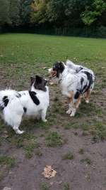 Hundeauslaufgebiet-Moselbachpark-Bild