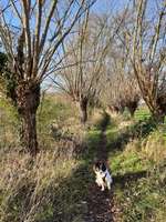 Hundeauslaufgebiet-Halde Tockhausen-Bild