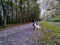 Hundeauslaufgebiet-Halde Tockhausen-Bild