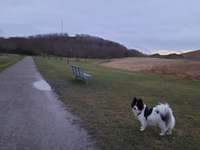 Hundeauslaufgebiet-Halde Großes Holz-Bild