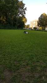 Hundeauslaufgebiet-Moselbachpark-Bild