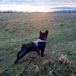 Hundeauslaufgebiet-Quellewiese-Bild