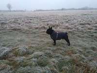 Hundeauslaufgebiet-Quellewiese-Bild