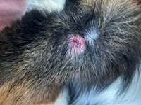 Zecke - Entzündung-Beitrag-Bild