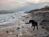 Hundeauslaufgebiet-Strand Rosenfelde-Bild