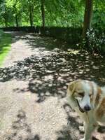 Hundeauslaufgebiet-Barmer Anlagen-Bild