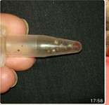 Ein Jäger schießt auf deinen Hund, was passiert?-Beitrag-Bild