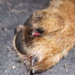 Tierarzt ja oder nein --> Krallenverletzung-Beitrag-Bild