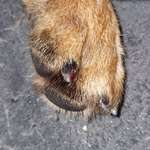 Tierarzt ja oder nein --> Krallenverletzung-Beitrag-Bild